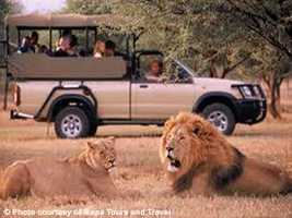 Night Game Drives, Pilanesberg National Park